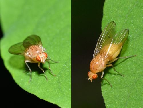 Tricholauxania praeusta